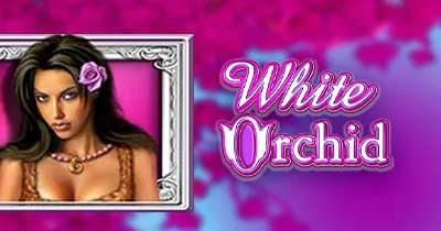 White Orchid